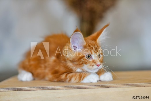 Picture of Love for cats Chic red cat Maine Coon Animal protection